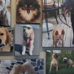 Precious Paws wall 
